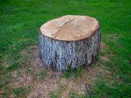Best Tree Risk Assessment  in Asbury Lake, FL