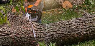 Best Tree Mulching  in Asbury Lake, FL