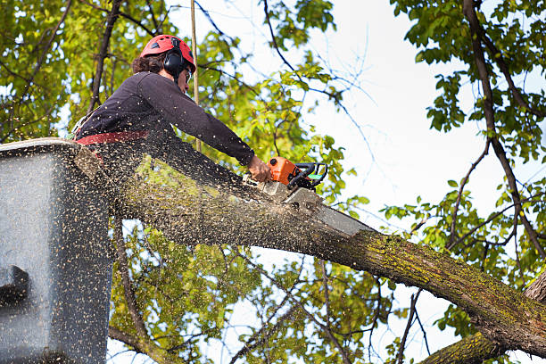 Best Tree Cabling and Bracing  in Asbury Lake, FL